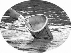 Knutefri h&aring;v - J&oslash;rgen